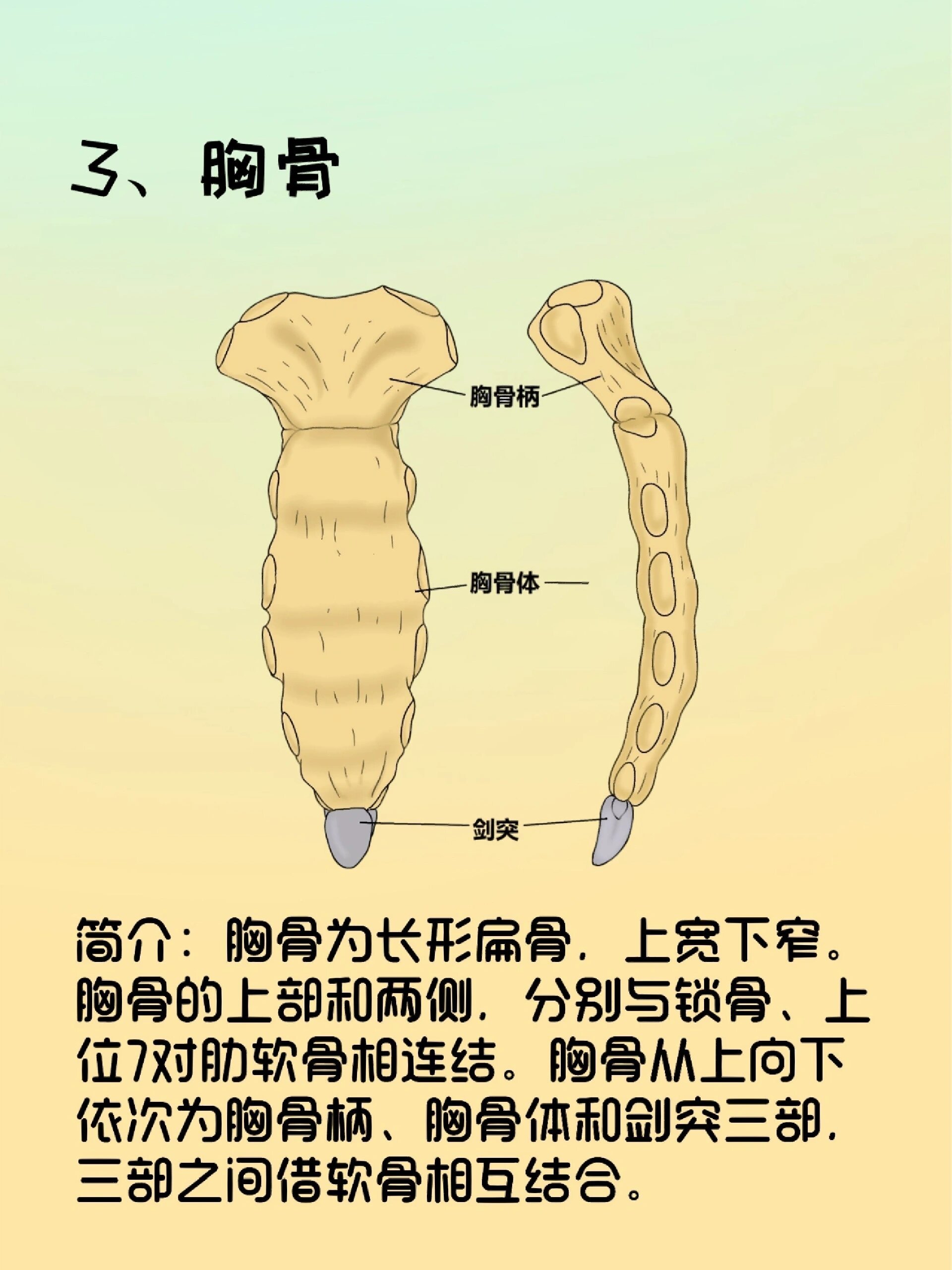 骨骼日记之胸廓