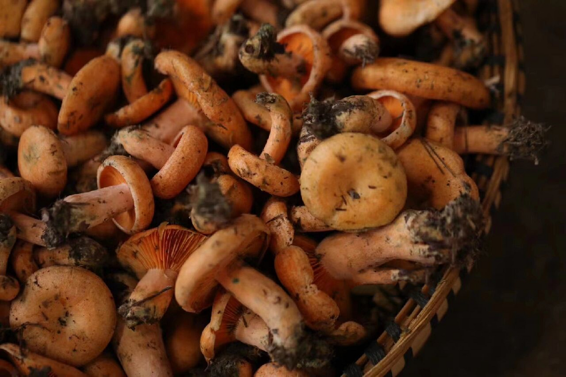 野生菌季节 谷熟菌96 【谷熟菌 】学名松乳菇,又