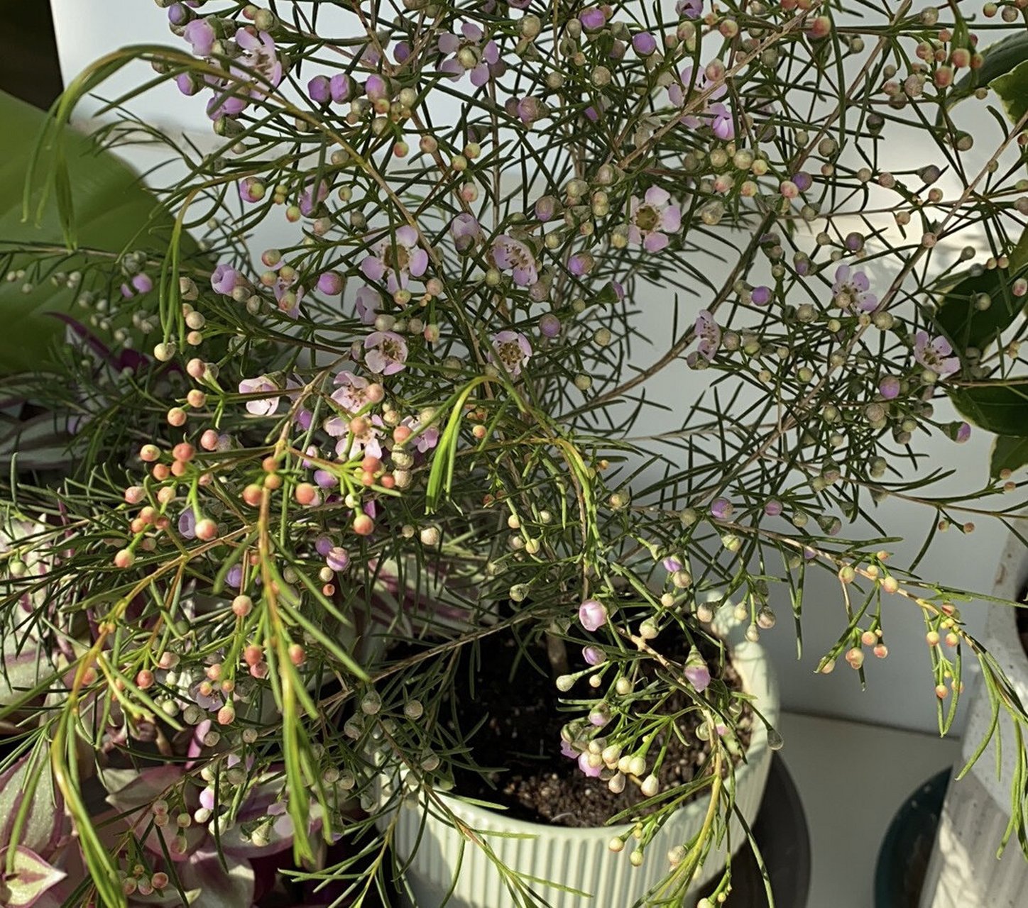 养护指南|冬日开至春末的澳梅 澳梅作为鲜切花是非常常见的品种,但