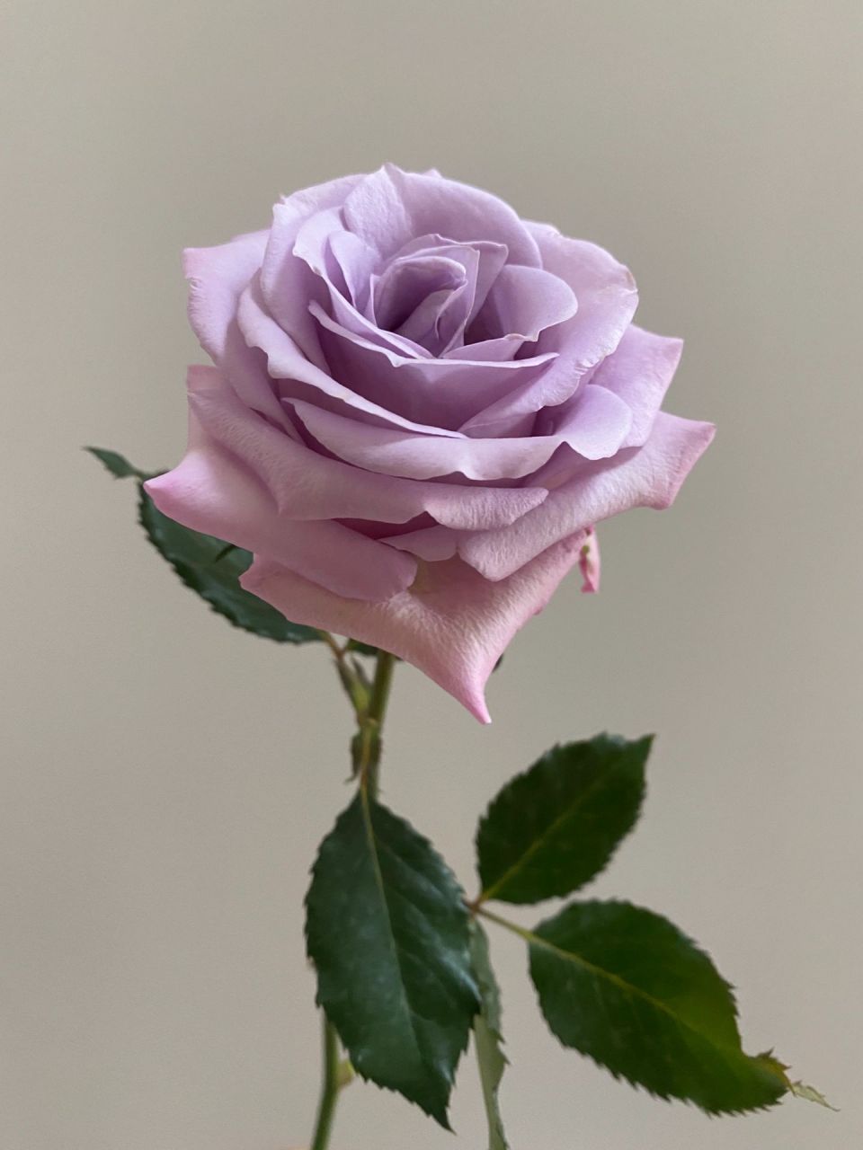 月季·海洋之歌 养了三年多的海洋之歌,切花品种,直立性好,玫瑰花型