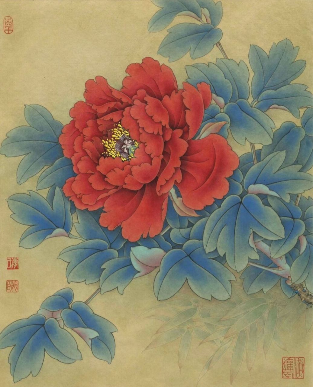 工笔画步骤分享牡丹《状元红》 1,状元红牡丹花大如盘,清香扑鼻.