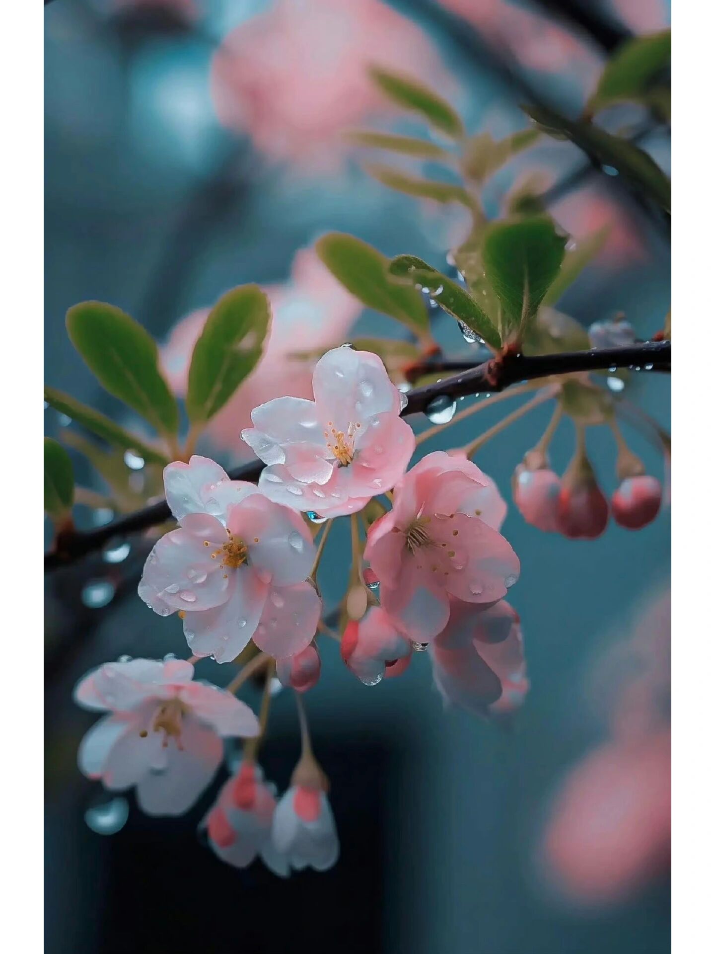 雨后花朵水珠的描写图片