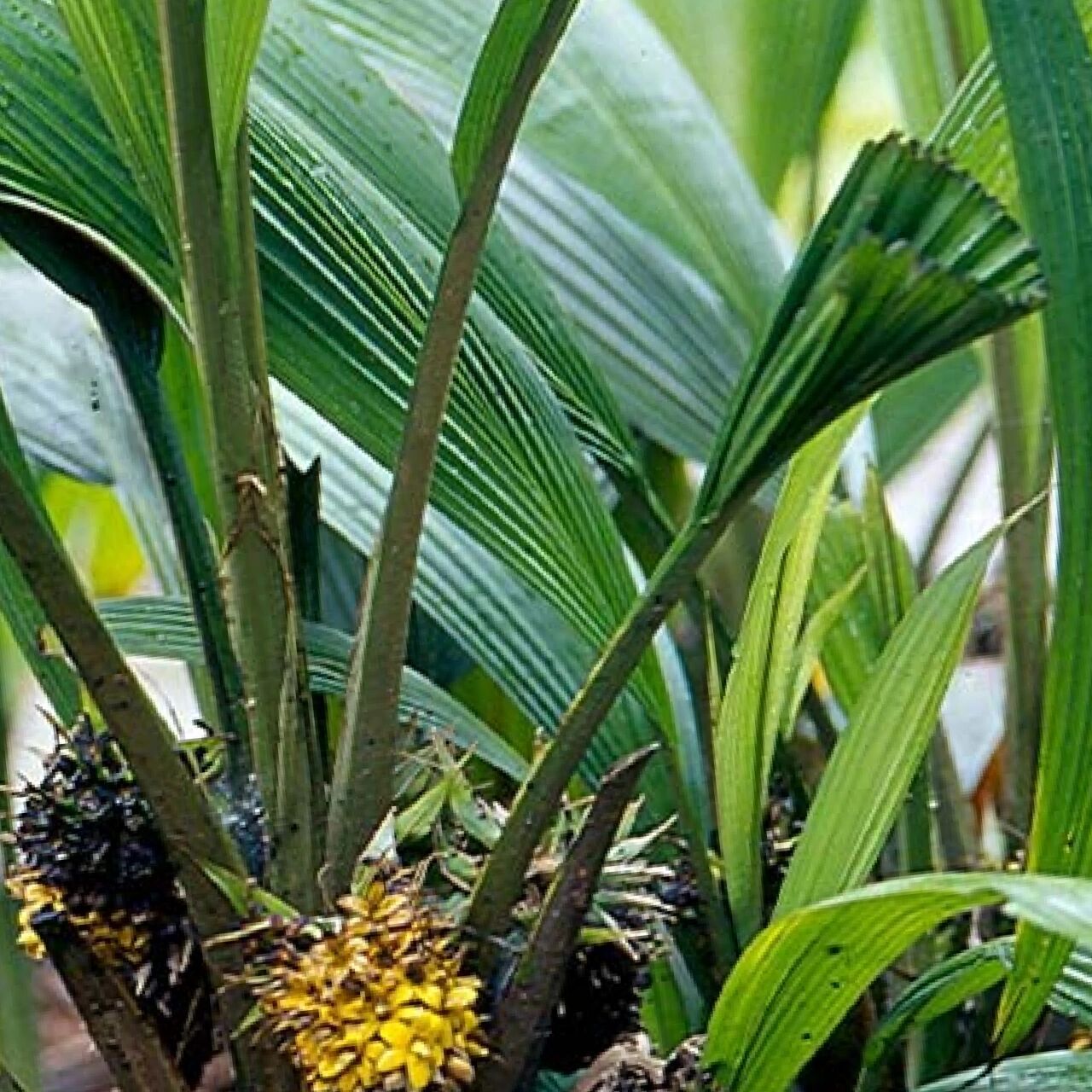 仙茅,长得像草 唐明皇李隆基因沉迷于酒色而导致身体未老先衰,虽说