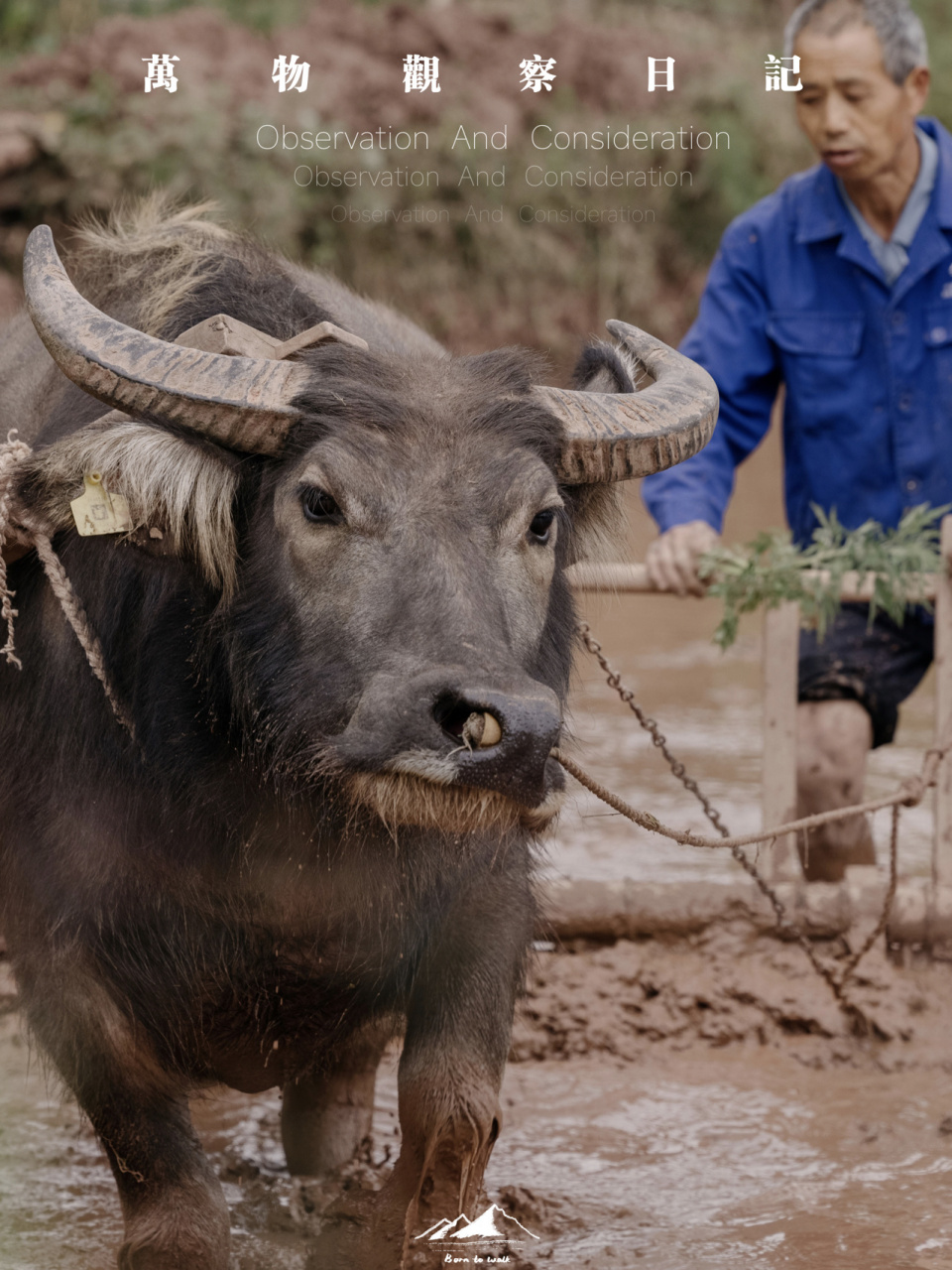 图中耕田的水牛是叶常金的,他今年66岁,养这头水牛养了四五年了.
