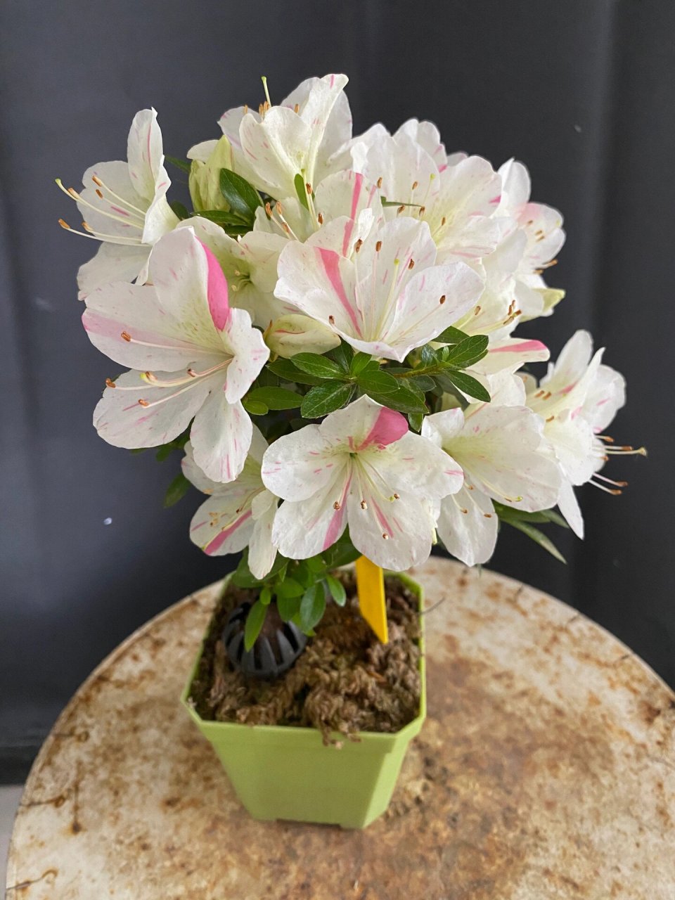 皋月杜鹃:明美之月