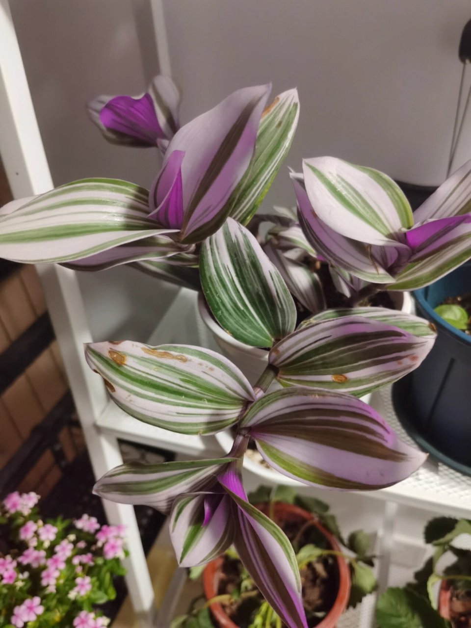 油画婚礼吊兰为啥总是烂叶子 可能以前浇水淋到叶子上导致烂叶子,最近