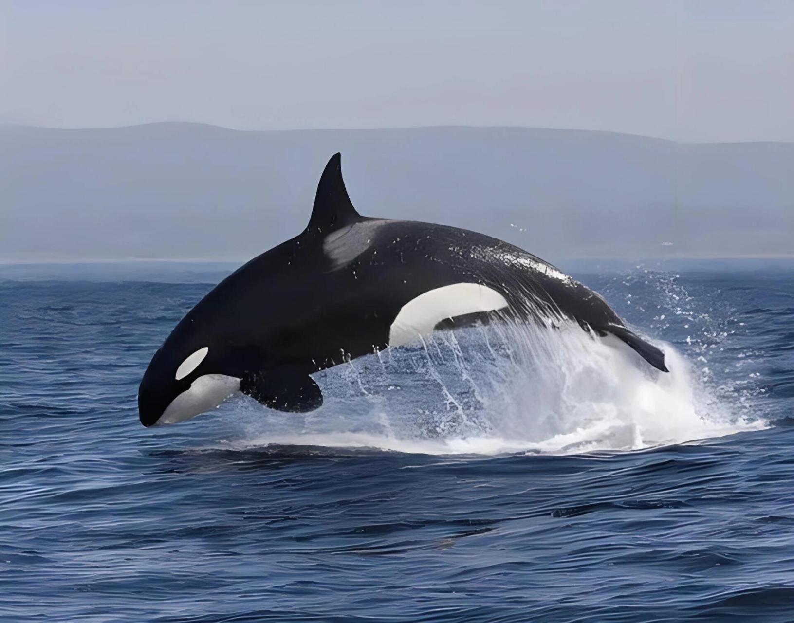 虎鲸 虎鲸,是鲸偶蹄目海豚科虎鲸属哺乳动物.