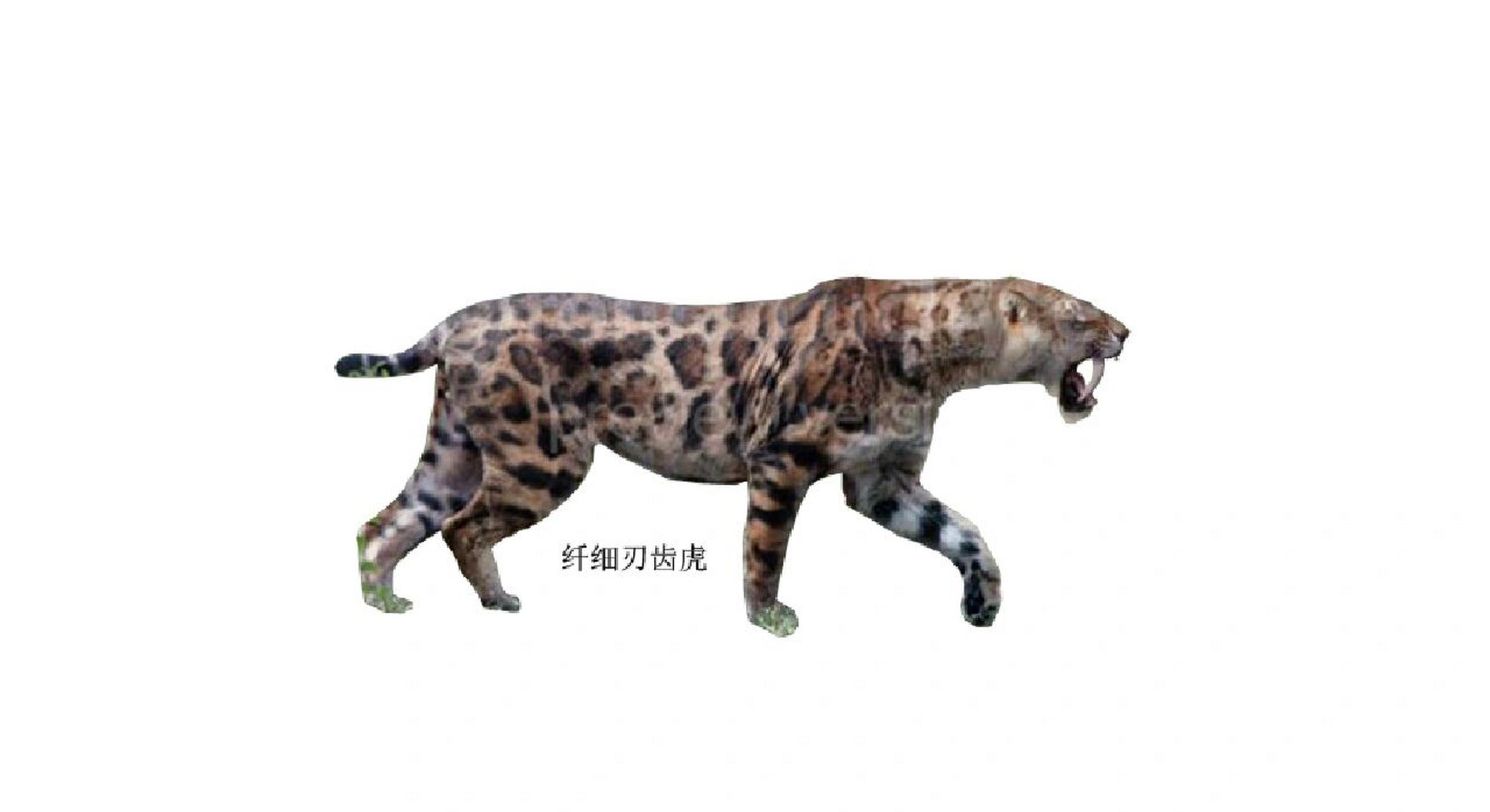 刃齿虎 毁灭刃齿虎 致命刃齿虎 纤细刃齿虎 剑齿虎中最具代表性的是