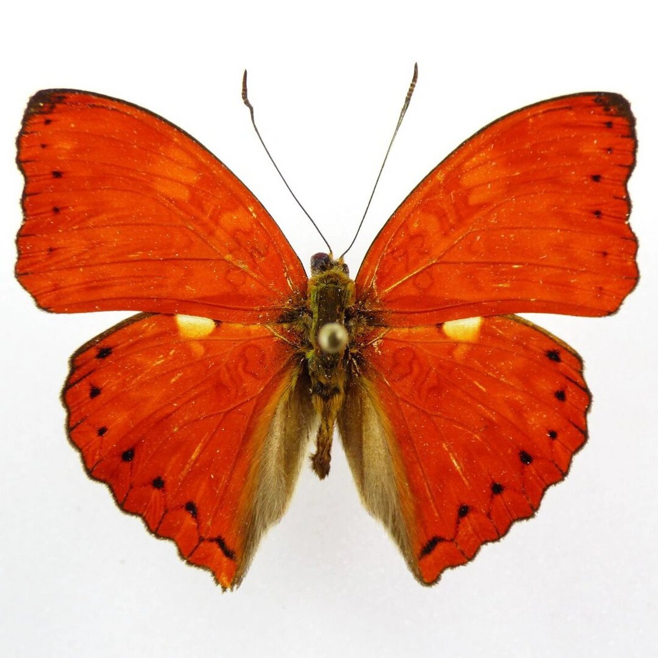 卓越漪蛱蝶也属于红色蝴蝶之一,比较漂亮的蛱蝶,#创意礼物# #真蝴蝶