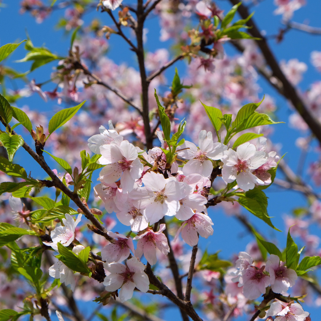 每日一花|樱桃花 樱桃花:蔷薇科樱属乔木,花期3～4月,花瓣白色,略带