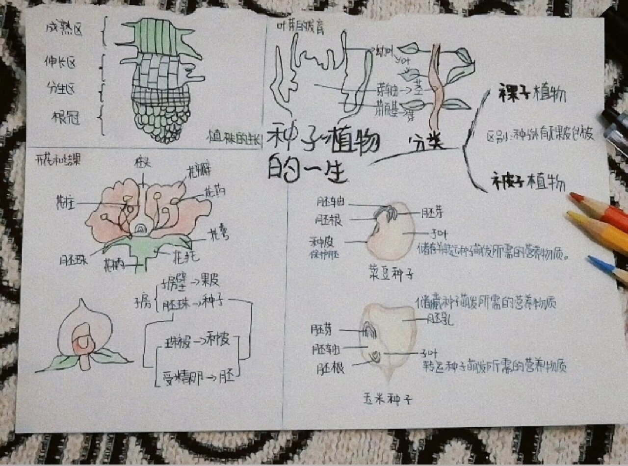 种子植物的一生