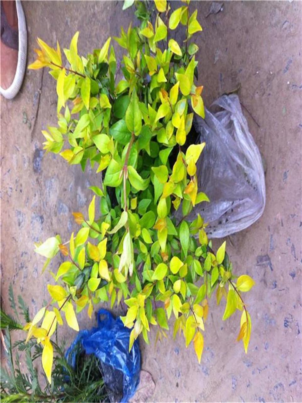 大花六道木,是一种非常常见的盆栽植物,它的外形优美,观赏效果突出