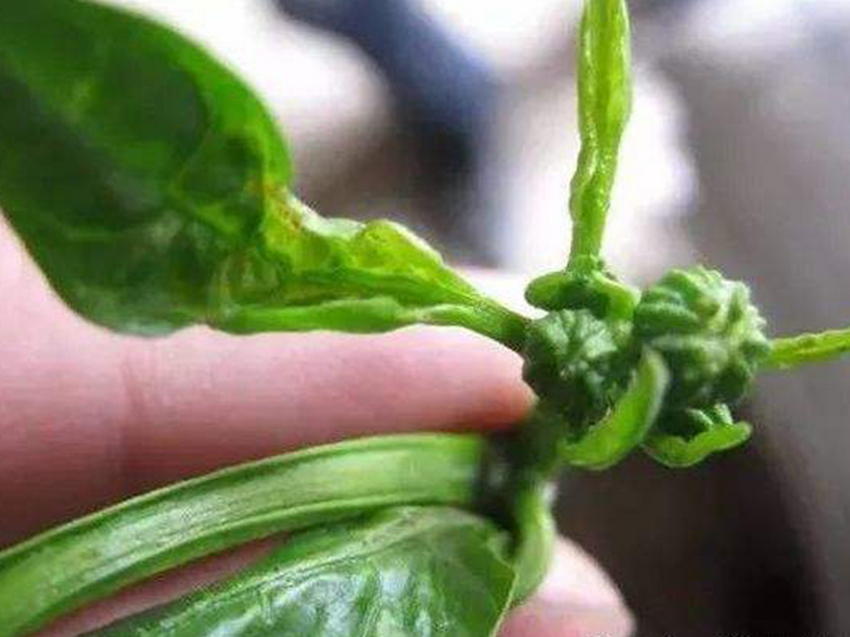 辣椒想高产,蓟马预防要趁早 一,0202的危害1,蓟马春,夏,秋均有