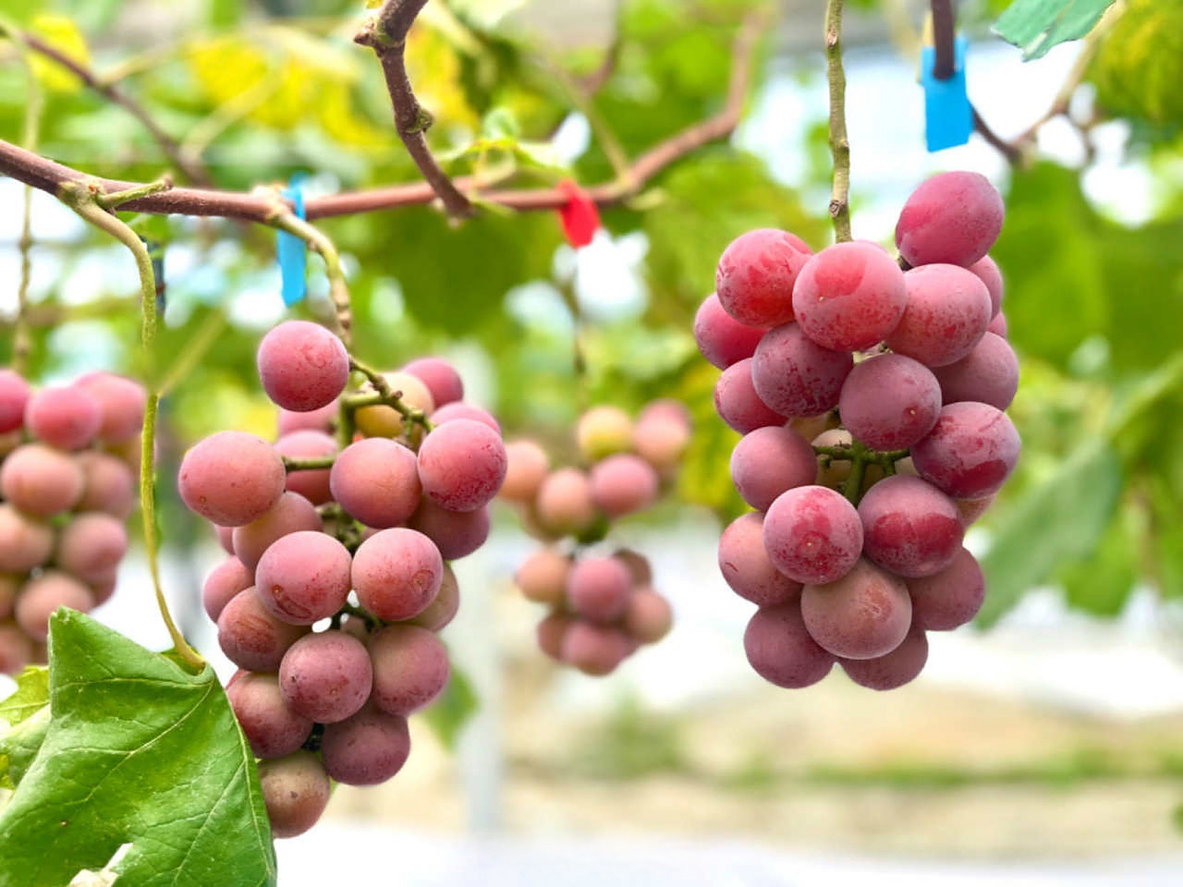 美丽北仑#【"妮娜皇后"产量翻番,北仑这里的葡萄棚内硕果累累】7月10