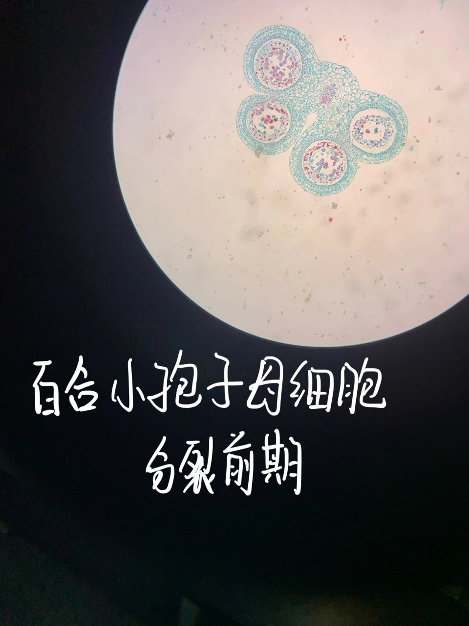 百合子房二分体期切片 5.百合胚珠胚囊内四核期 6.