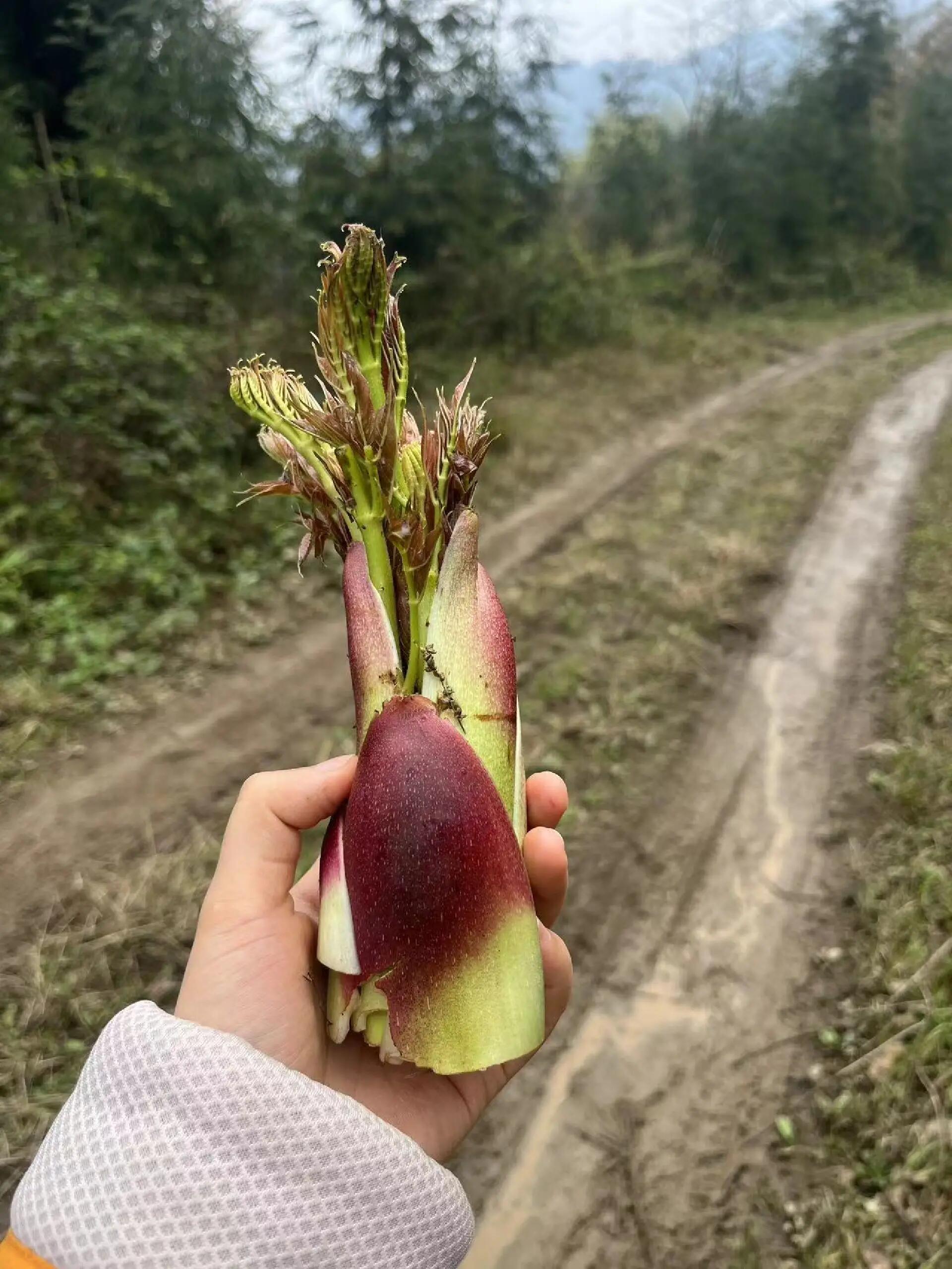 驴龙尖野菜学名图片