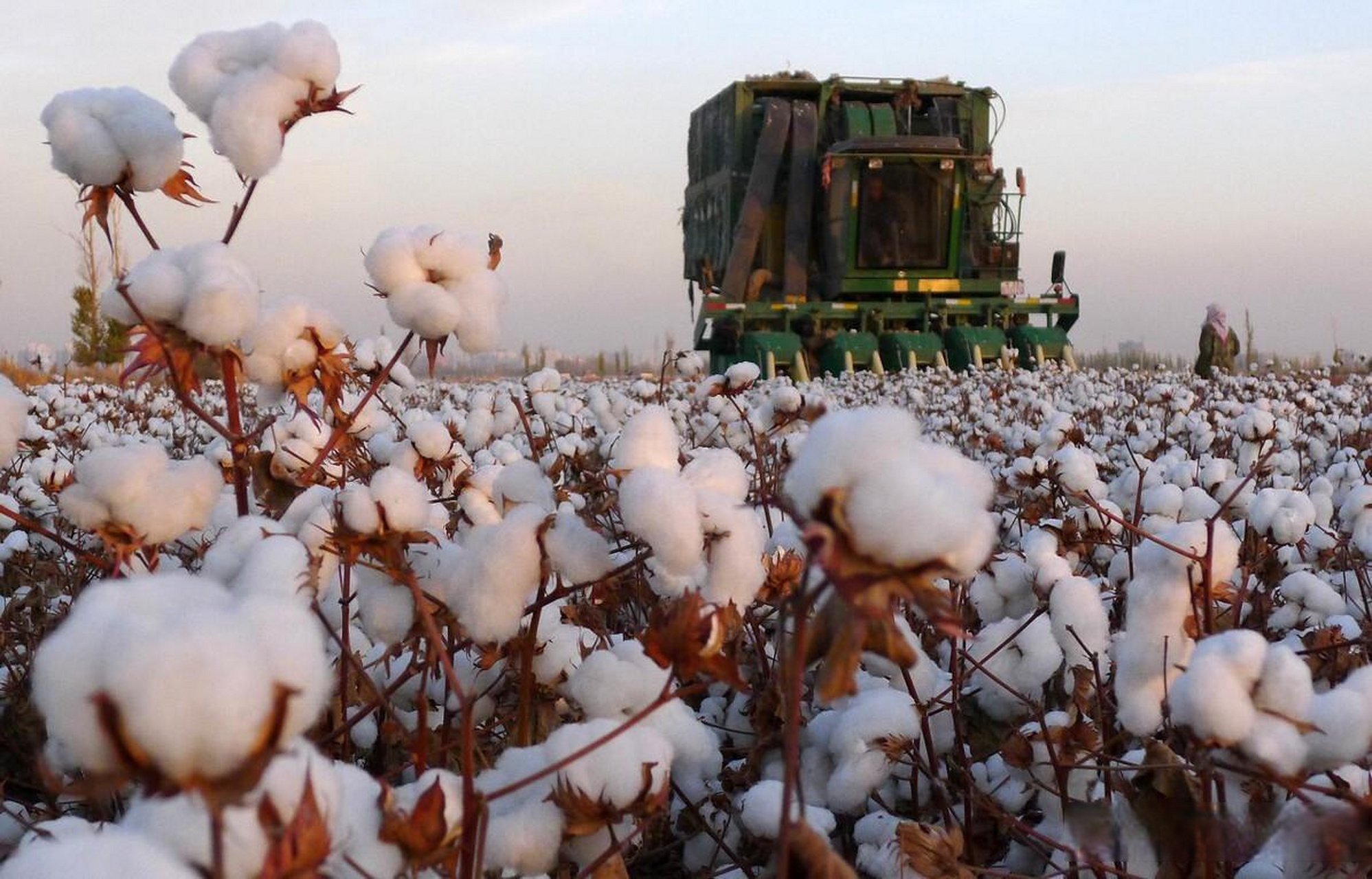 新疆棉花种植新疆棉花产量那些轧花厂的,做期货的坐办公室里面说减产