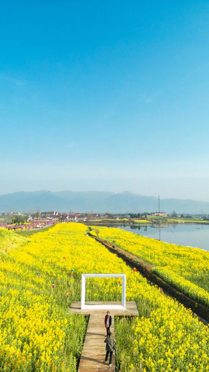 请你看汉中油菜花海 汉台区皇塘花海