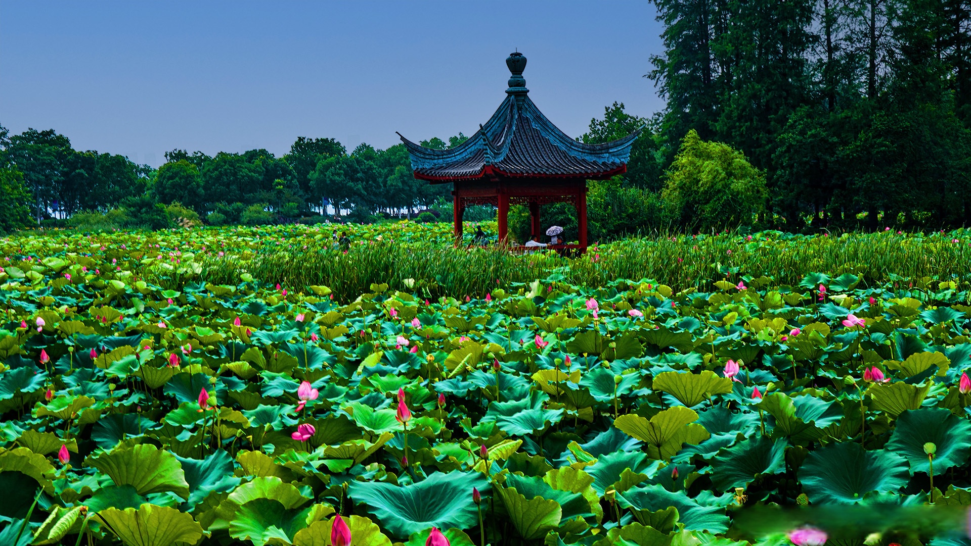 武汉东湖磨山景区的荷花园,不仅仅是一个观赏荷花的地方,更是一个让人