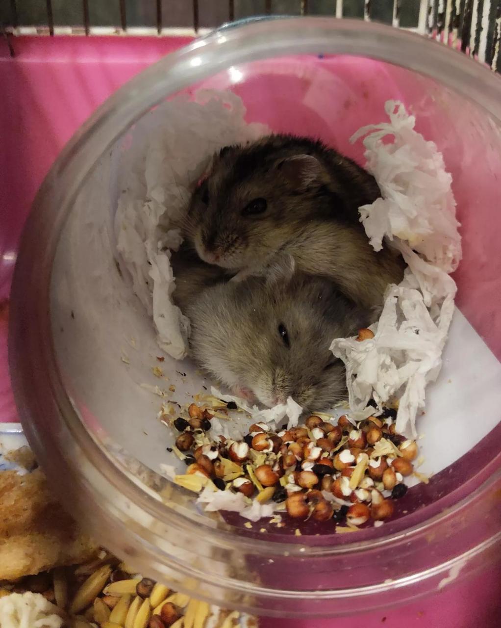 仓鼠的交配一般就是公仓鼠在笼子里到处追母仓鼠,追