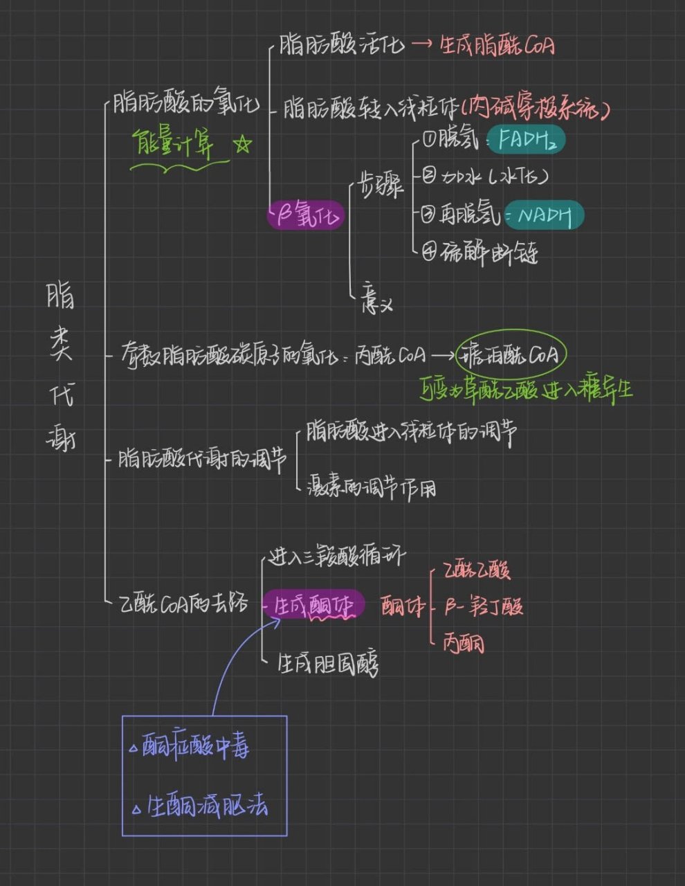 《脂类代谢》 脂类代谢思维导图