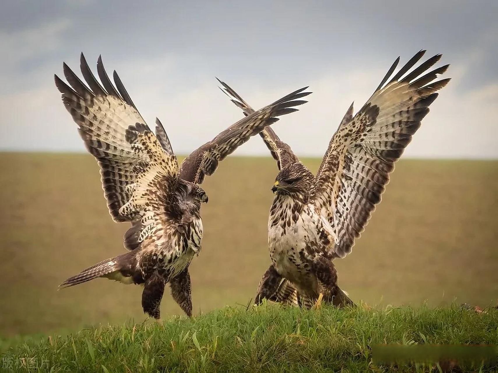 英国威尔特郡农场上演精彩打斗场面 两只秃鹰争夺食物