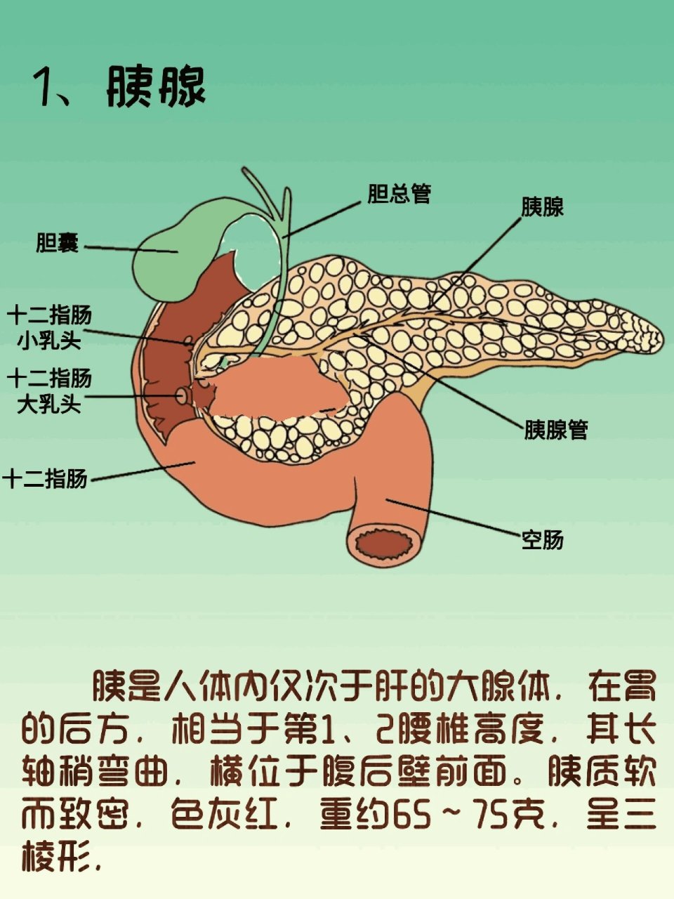 器官解剖之胰腺 简介:胰是人体内仅次于肝的大腺体,在胃的后方,相当