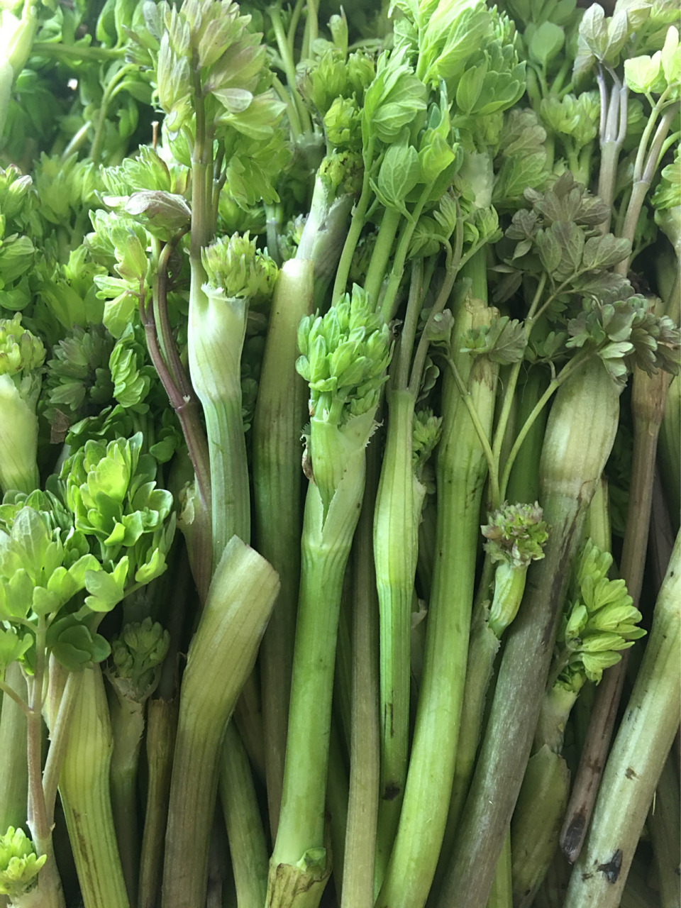 野生山菜"猫爪子" 东北人人都爱的野生山菜"猫爪子",我妈我姐和我一起