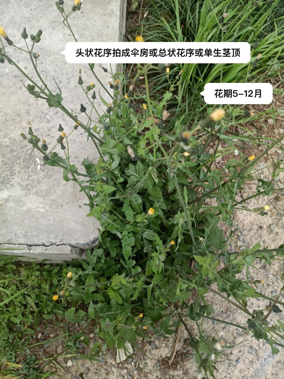 滇苦菜与苦苣菜图片