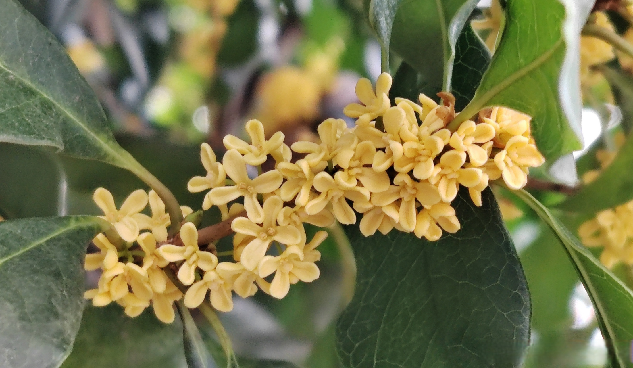 八月桂花香,又到赏桂季.