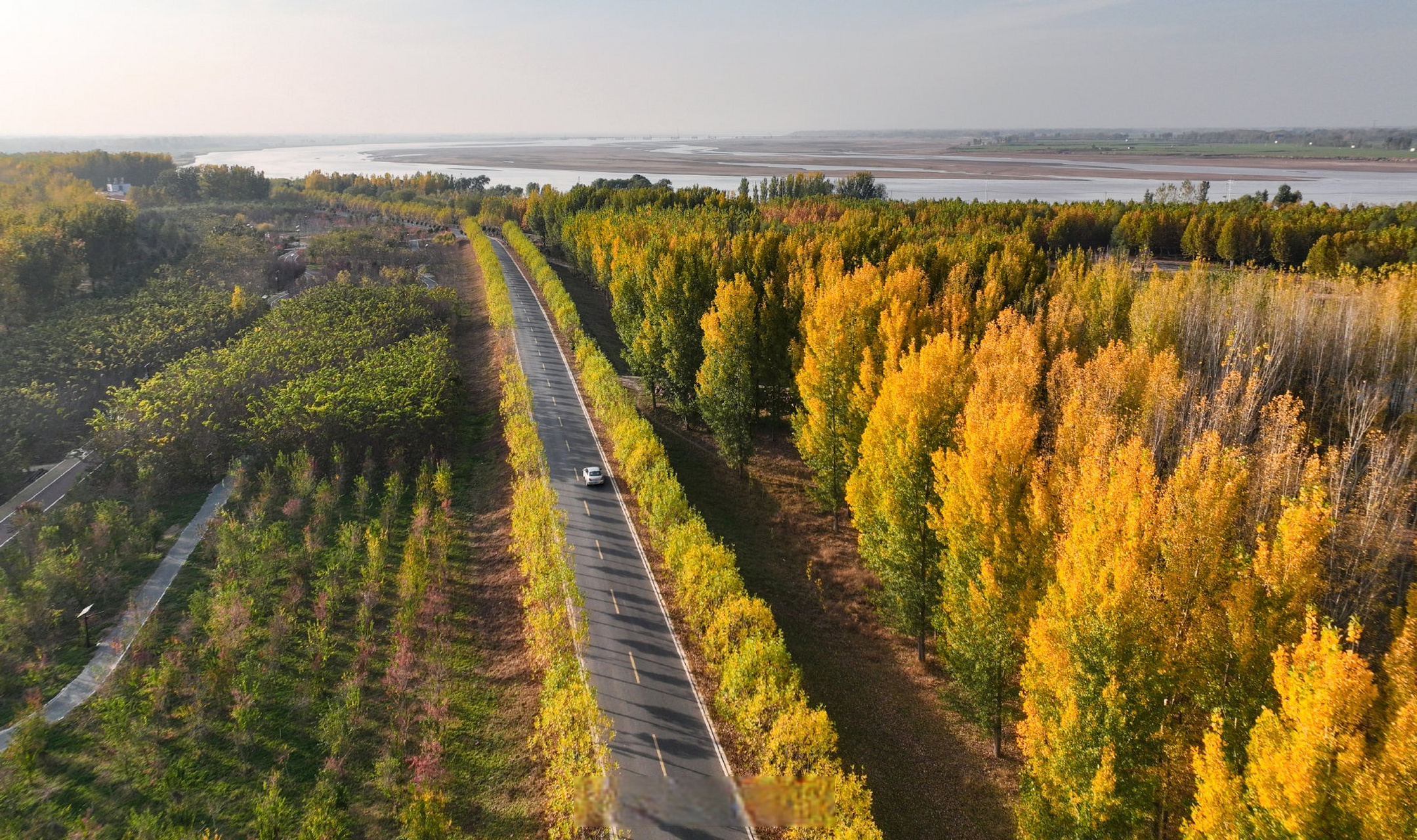 春夏秋冬爱在开封# 从空中俯瞰沿黄生态廊道两侧,金黄色的树叶在枝头