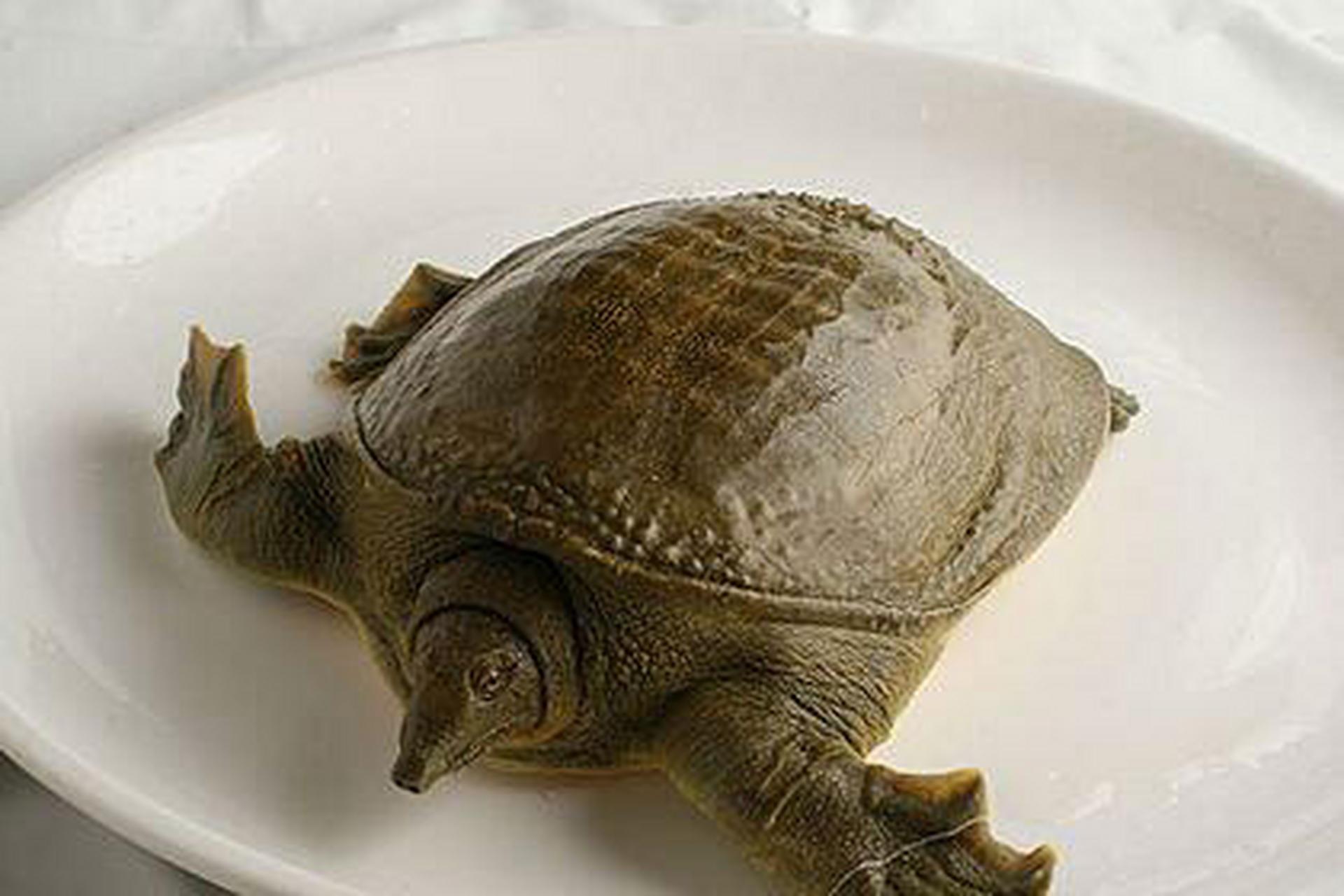 该品种在我国大量养殖,养殖方式主要有工厂化养殖及池塘养殖.