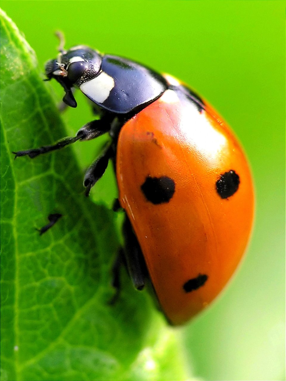 动物系列写生素材 | 近距七星瓢虫