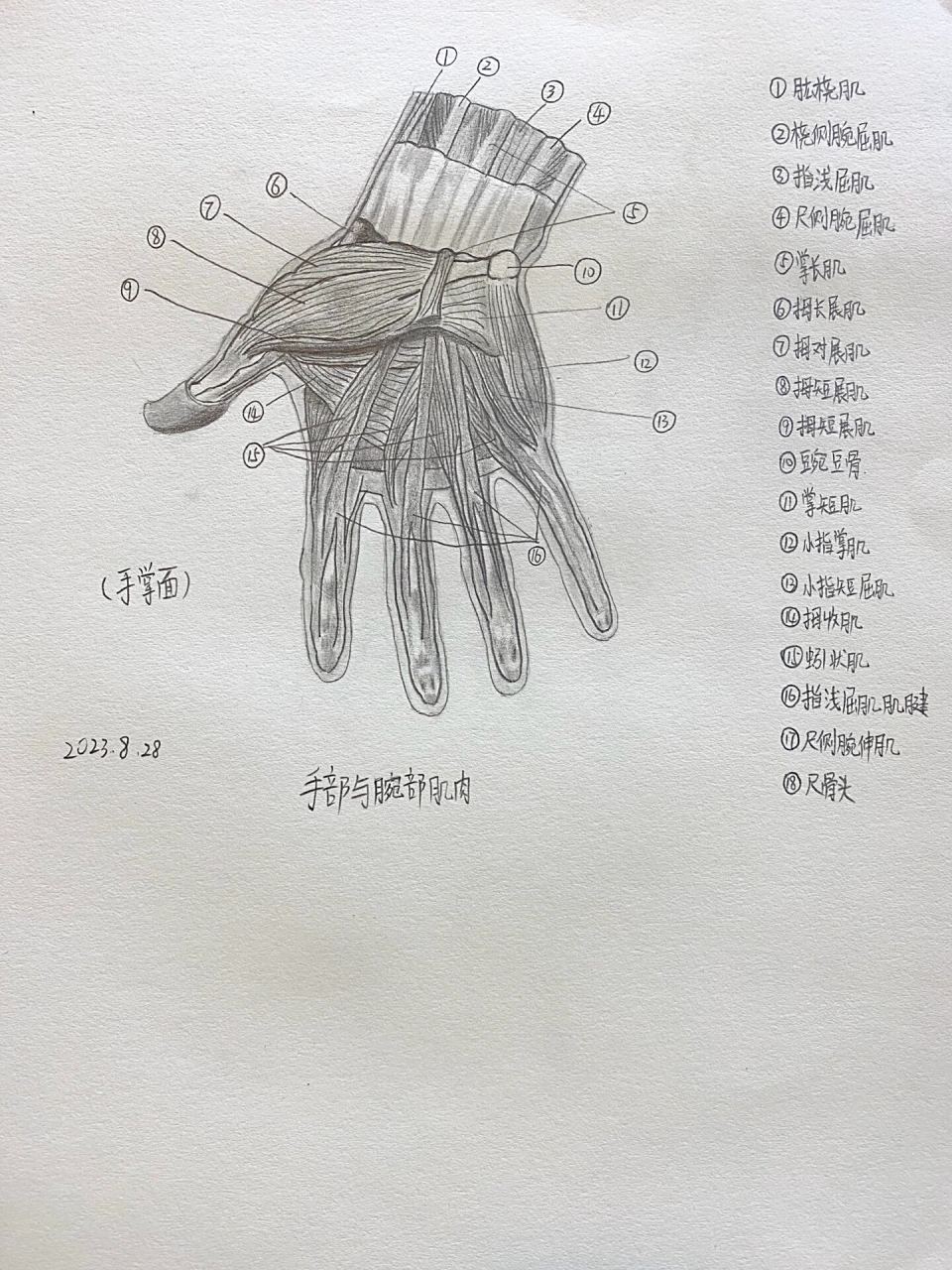 手部与腕部肌肉结构