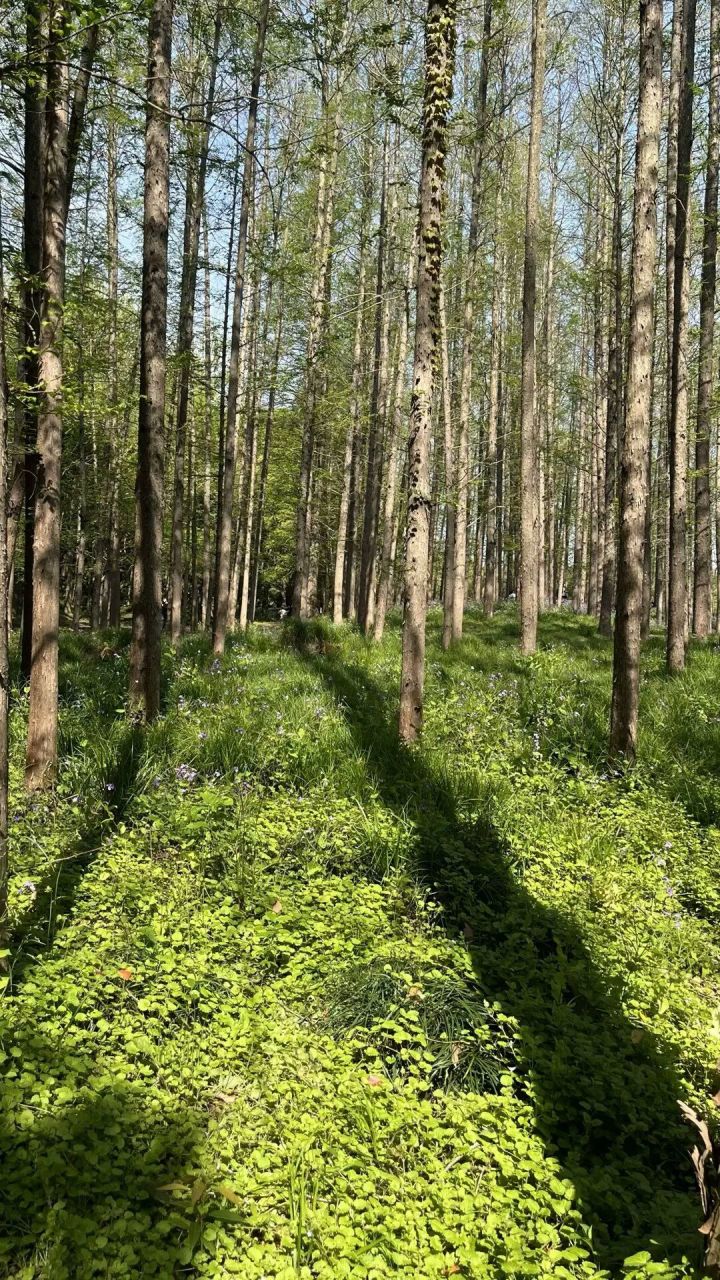 共青国家森林公园|治愈森林 99地址:上海市杨浦区军工路2000号 99