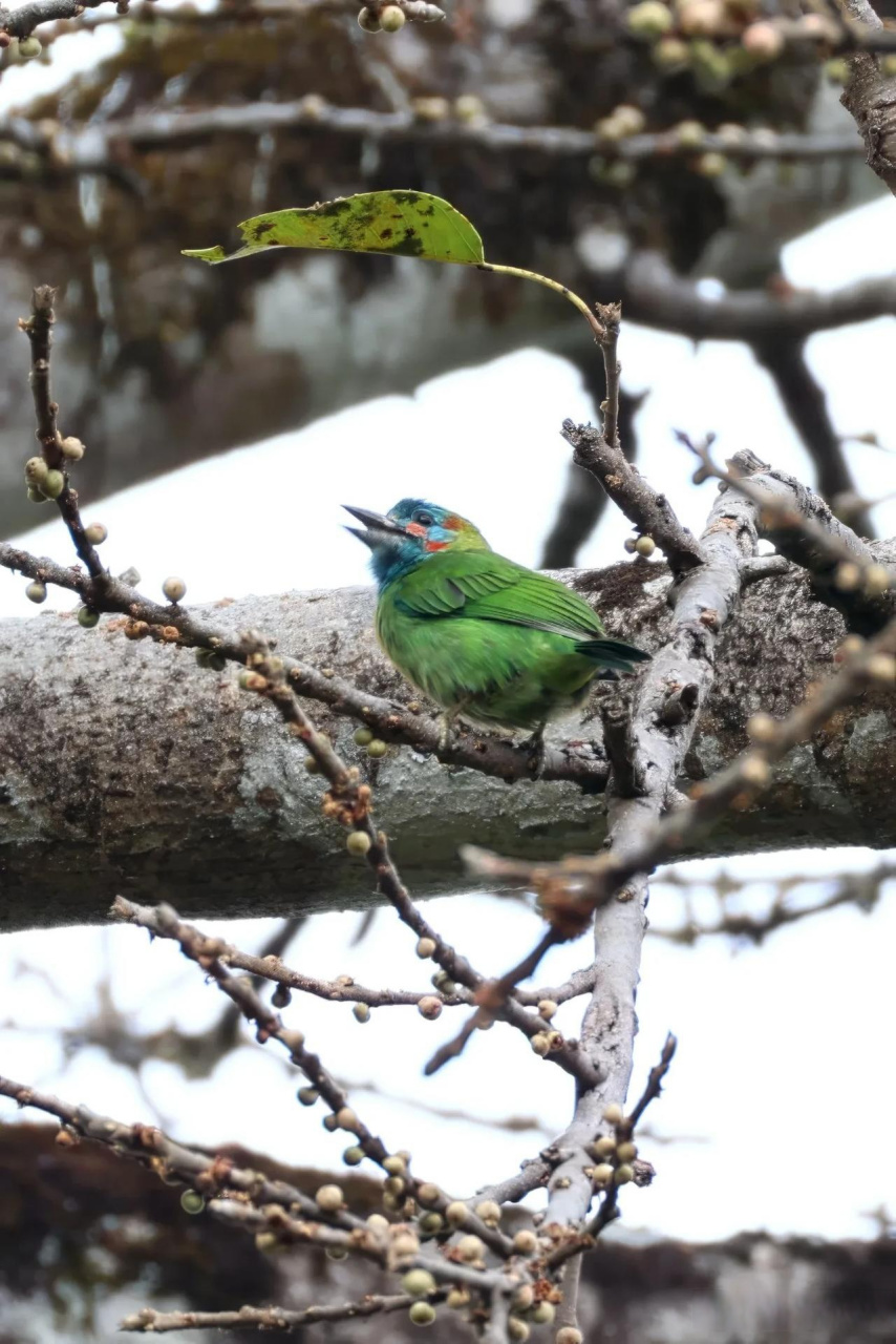 【百鸟志61图纪】 (357)◇70蓝耳拟啄木鸟70◇ (癸卯季冬,摄于