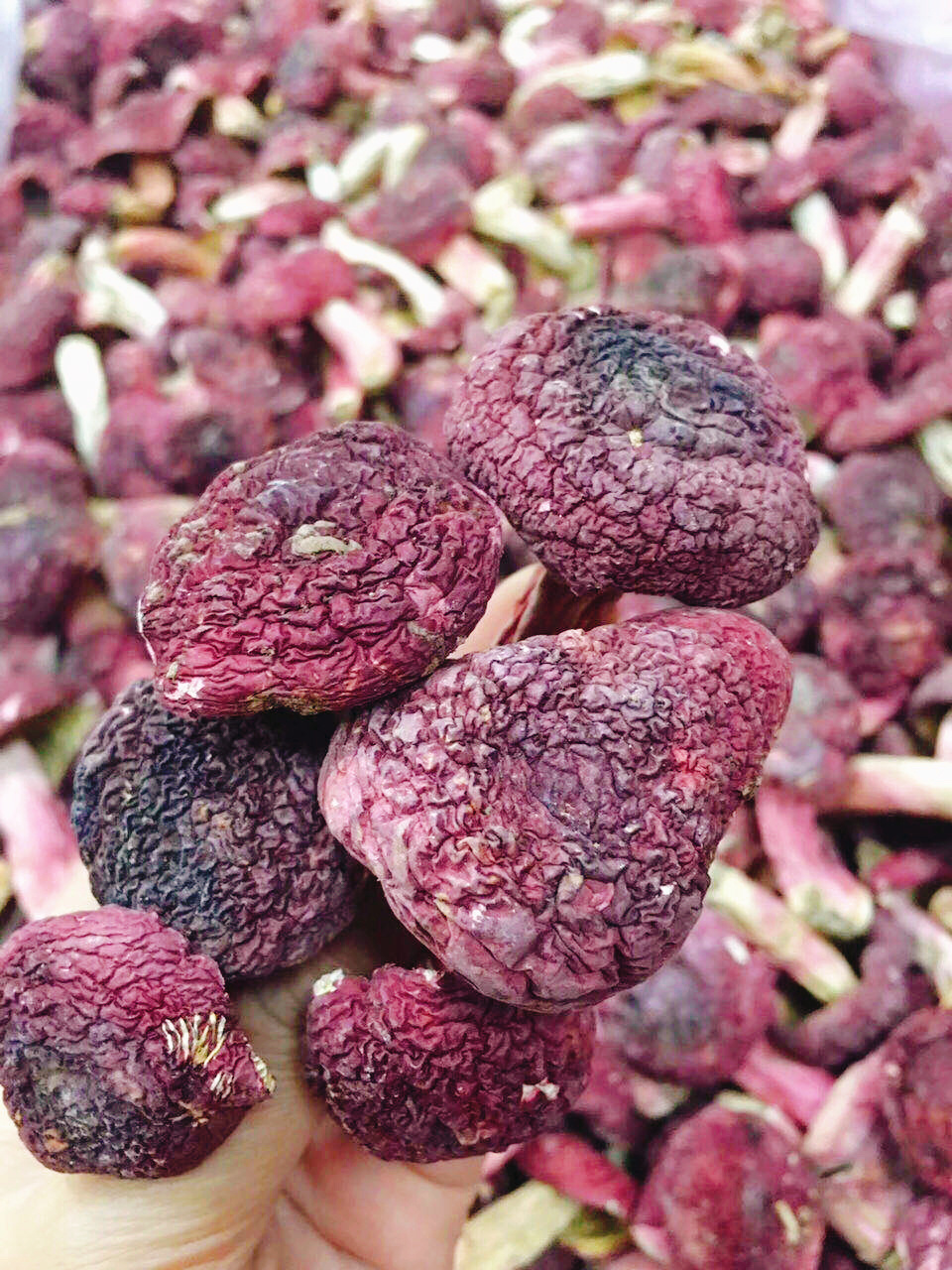 福建三明高山野生正红菇 关于红菇,又叫做红蘑菇,顾名思义就是颜色为