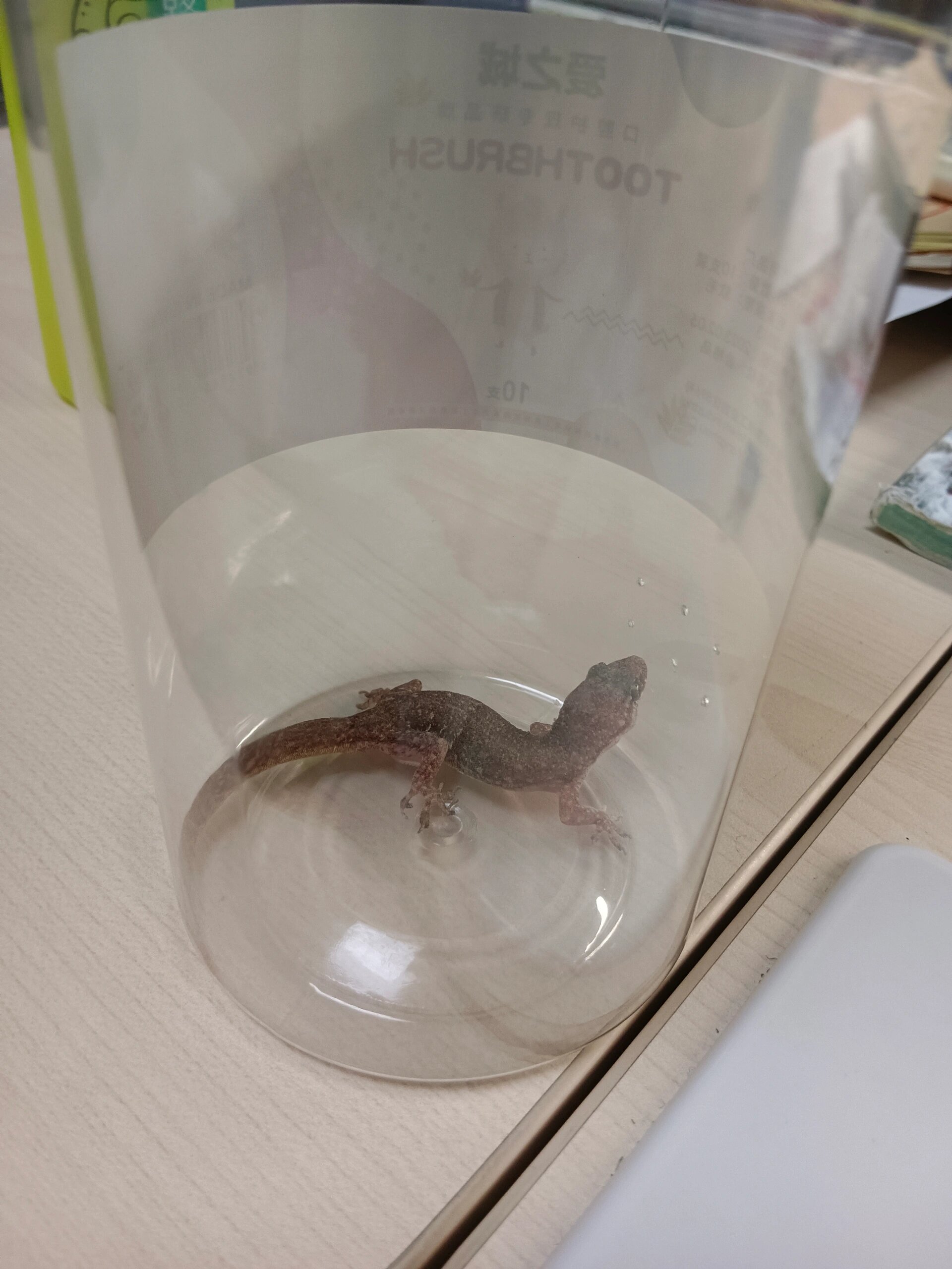 大家知道壁虎吃什么吗?