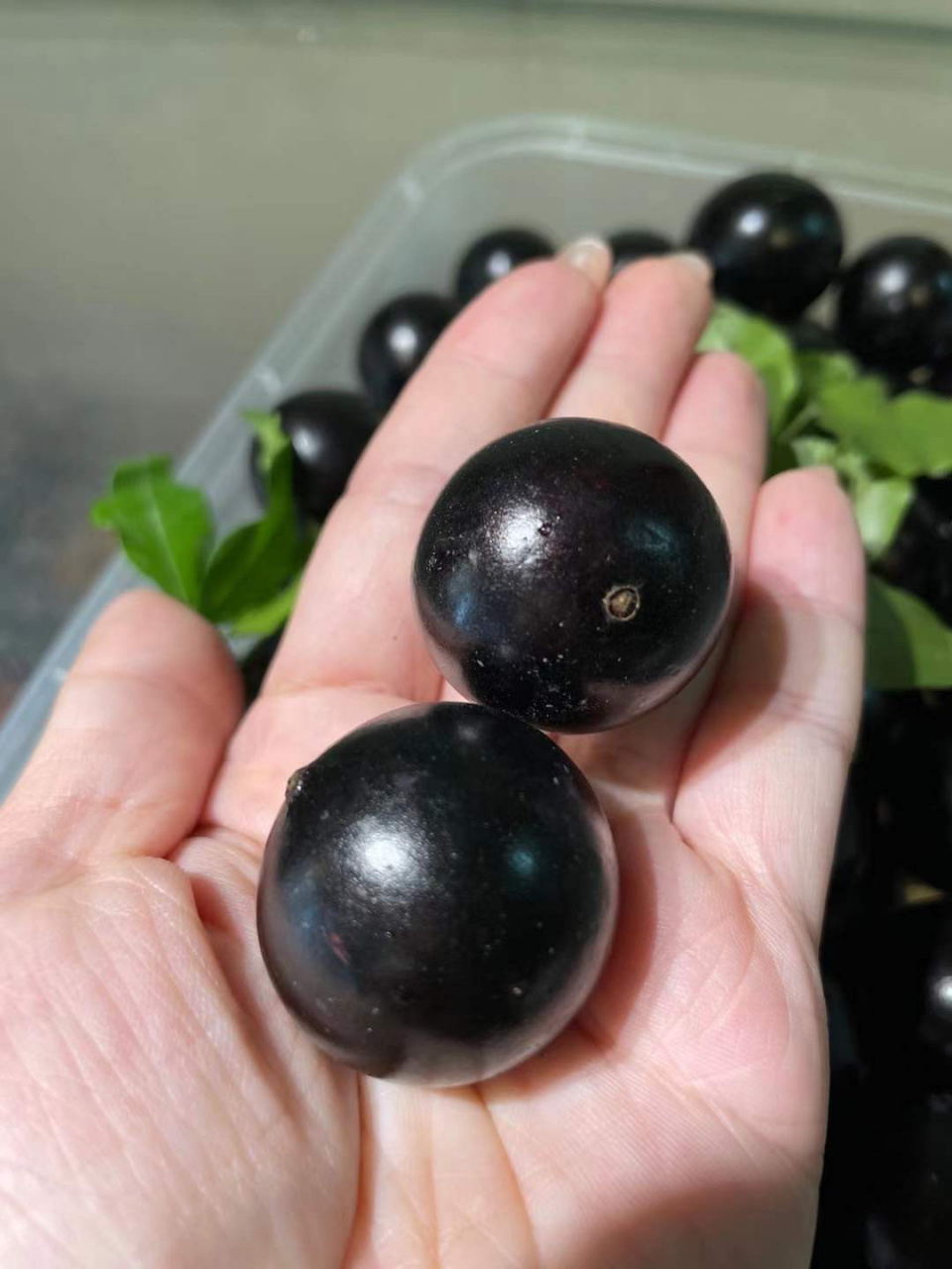 沙巴品种嘉宝果 原来这个沙巴嘉宝果可以那么好吃,好甜,好吃!