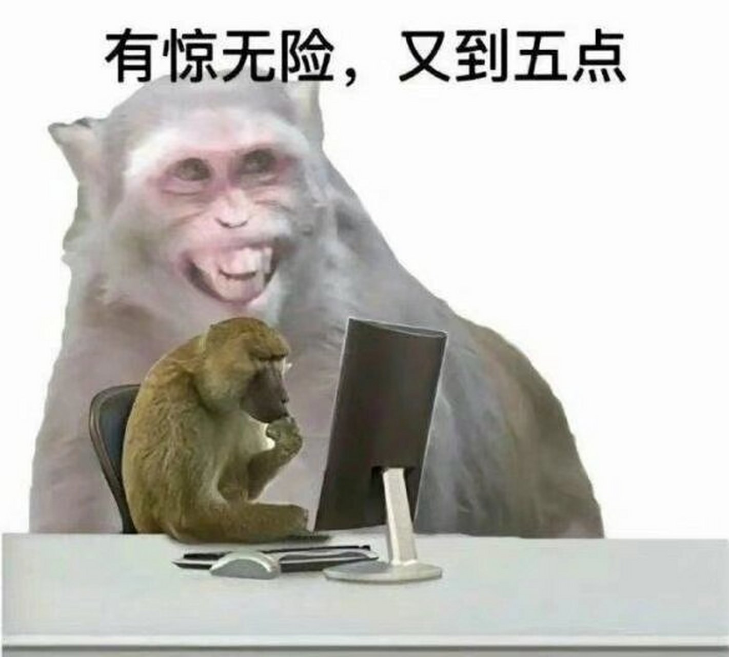 小猴子搞笑表情包来了