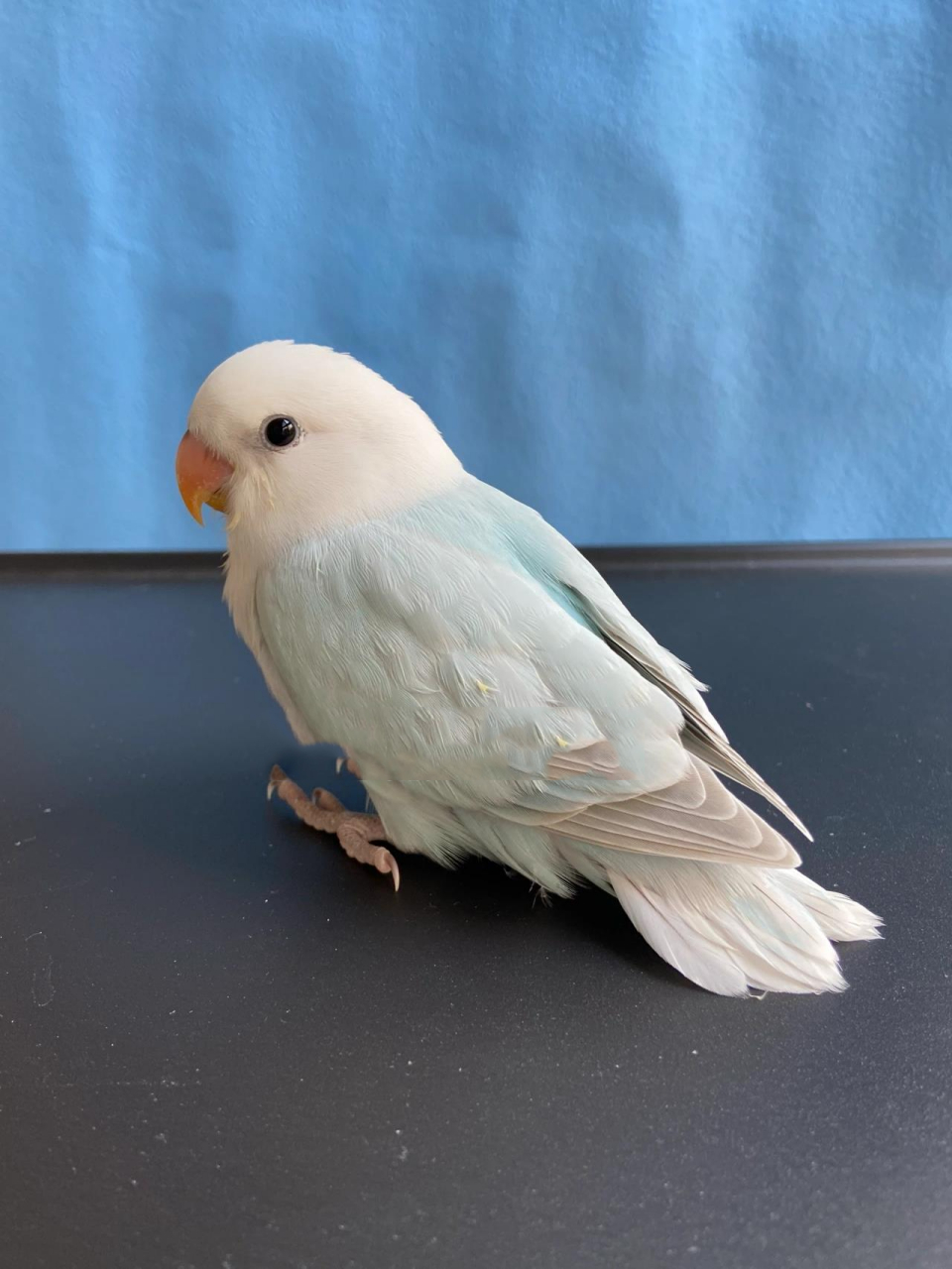 牡丹鹦鹉|松石系列小全 松石伊莎,松石薰,松薰派,松伊莎派,松石闪派