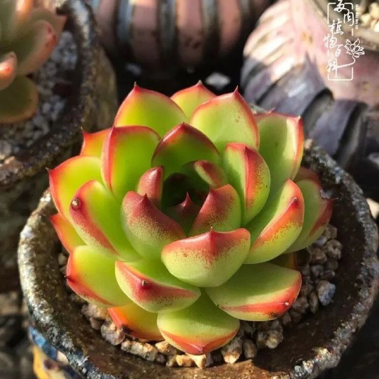 96每天认识一种多肉9410496月亮石 月亮石出自东云系,虽然叶片