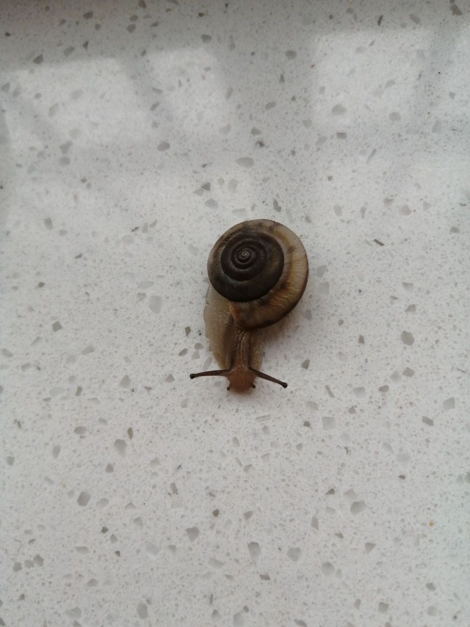 这种蜗牛有毒吗?