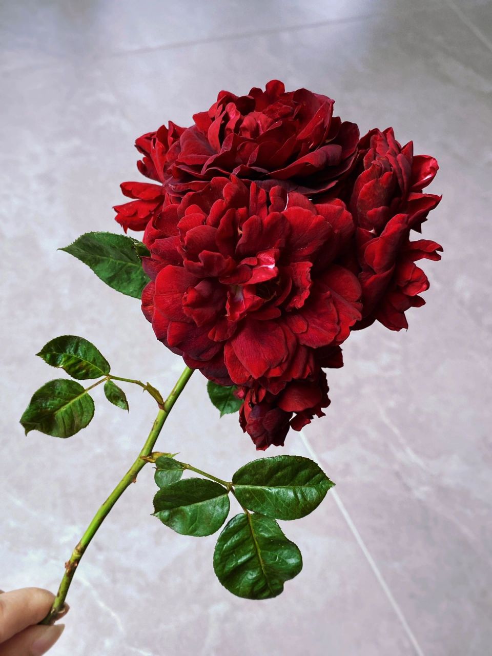 海格瑞 深红藤本月季 海格瑞是我唯一喜欢的红色爬藤月季.