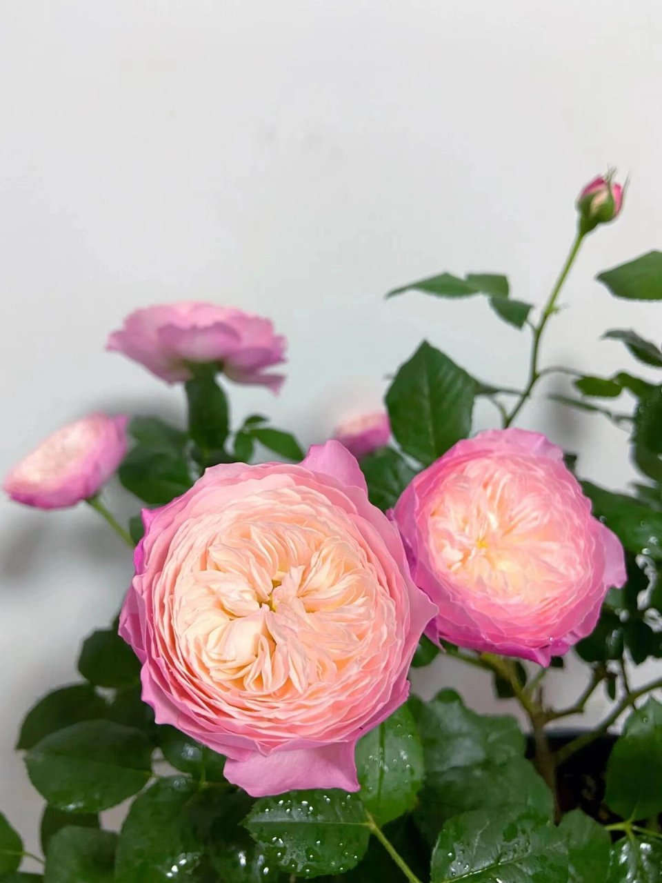 每天带你认识一种花12|康斯坦茨 今日识花93康斯坦茨 	 94