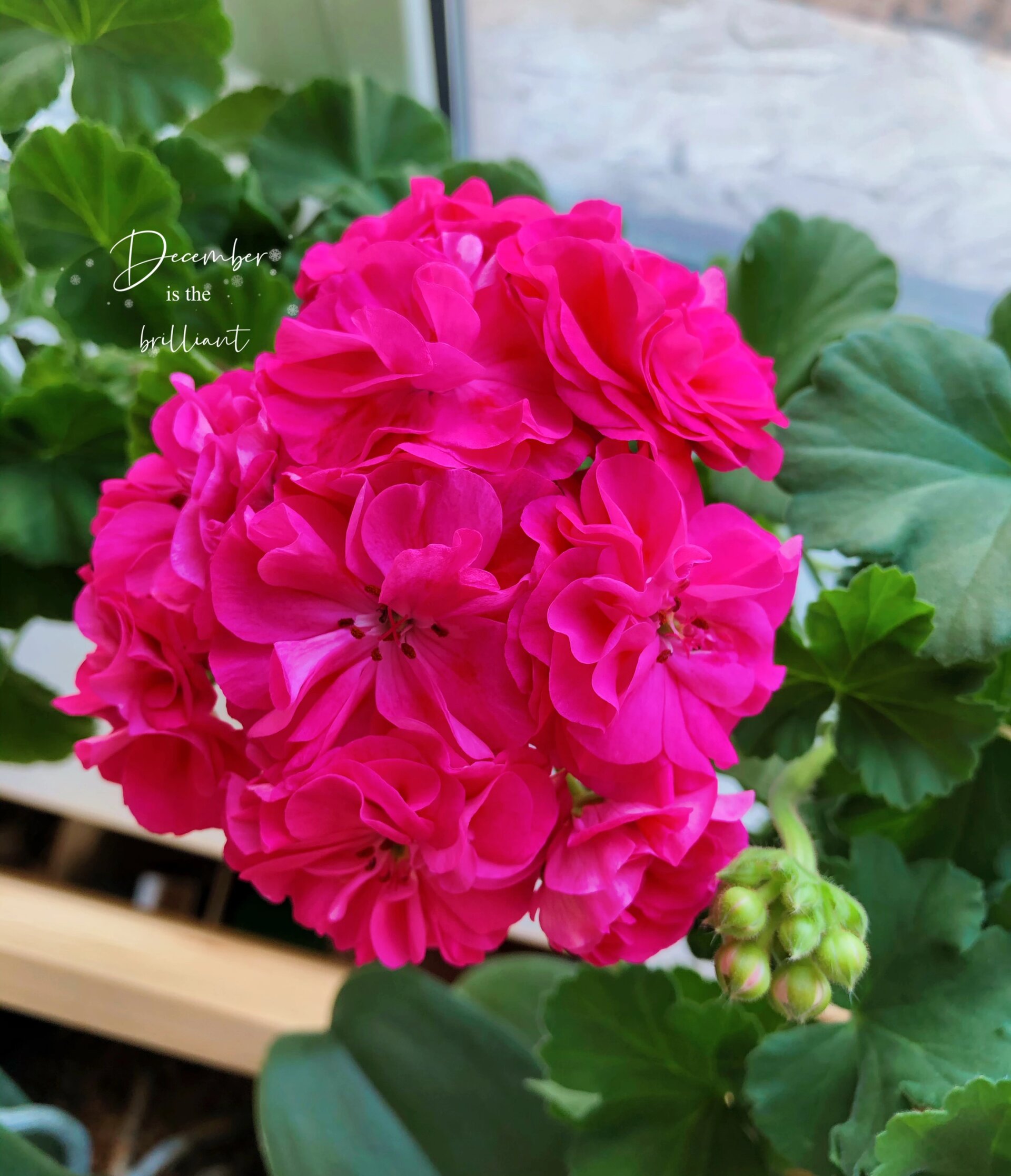 天竺葵罗莎琳达 室内也可以养的重瓣品种,非常优秀,颜色明艳非常抓