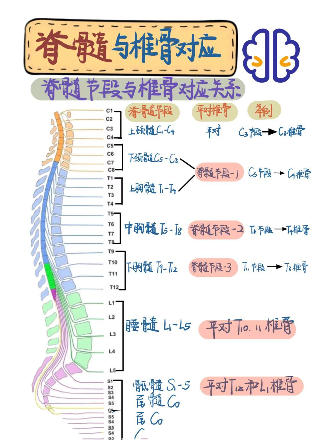 解剖学