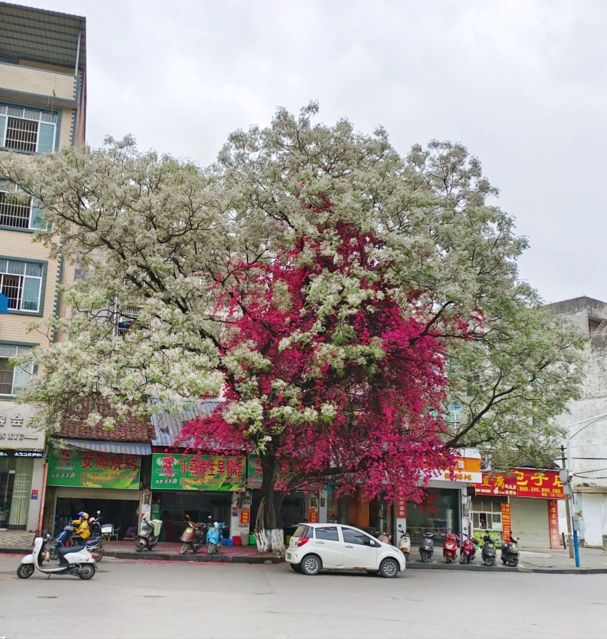 平果网红树98 春日限定