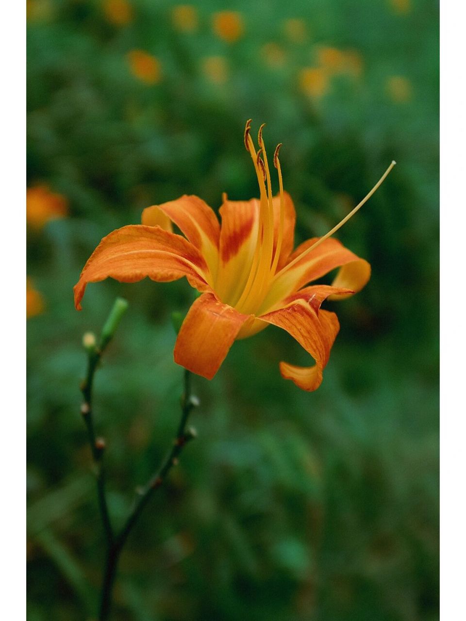 萱草|黄花菜 06萱草(学名:hemerocallis fulva (l.) l.