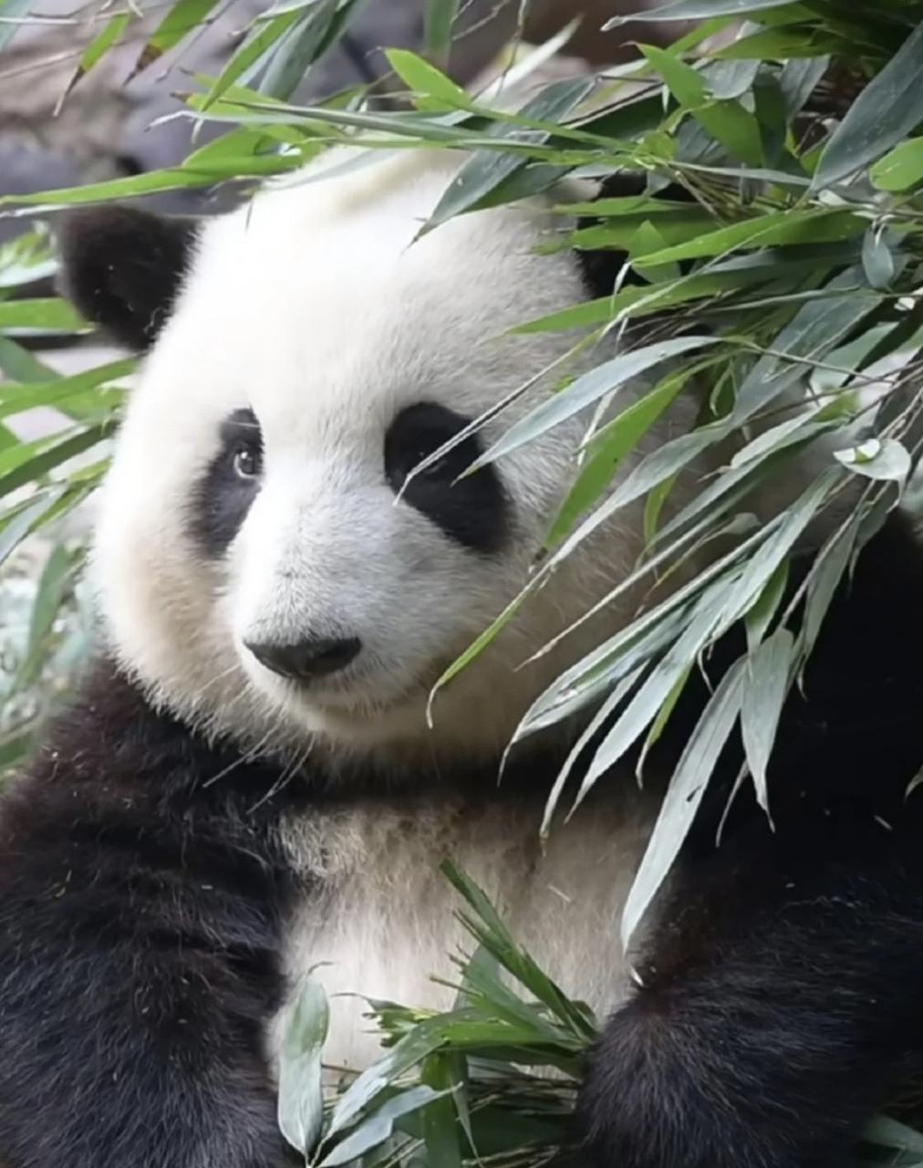 熊猫花花(国赖)是世界第一可爱!